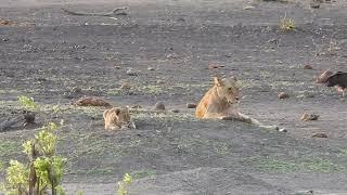 01102024 Hwange NP Big tom lioness, lion cubs & vutltures