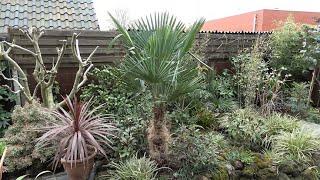 A new Trachycarpus fortunei as centerpiece of our garden