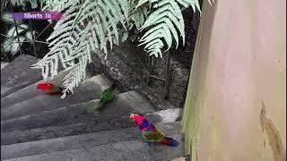 The red lory is a species of parrot in the family Psittaculidae (Eos bornea)