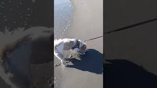 Sandy paw prints  #shihtzu #dogslife #beaches