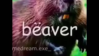 Beaver do you have some log Meme