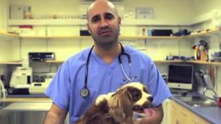 Marc the Vet - Choosing a Dog