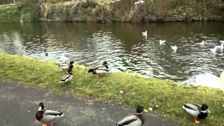 feeding bread to Ducks & Swans & Seagull @ barlane Riddlesden, West Yorkshire uk