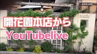 福井　開花園本店から　YouTubelive　植物　お手入れ　こまめに掃除　社長　一人で【おうちでガーデニング】開花園チャンネル