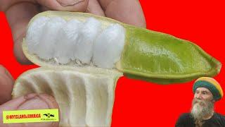 You NEED this fruit now.. Here's why!   #icecreambean #Paudoux