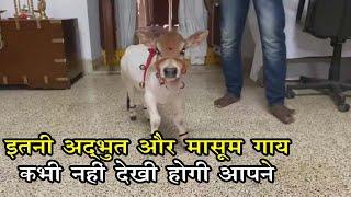 Cute baby punganur cow who gives 4-5 liters of high fat milk per day