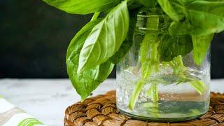 How to Store Fresh Basil