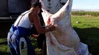 Mobile Farm Slaughter of a beef