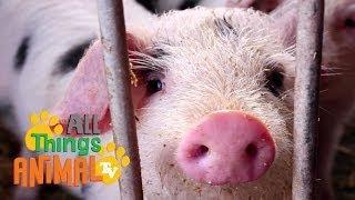 * PIG * | Animals For Kids | All Things Animal TV