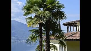 Villa am Lago Maggiore im Verkauf