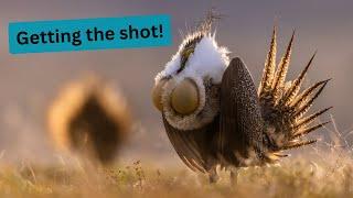 Sage Grouse Photography Adventure Part 2. Are these my BEST Sage Grouse photos yet!?