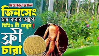 মহামূল্যবান জিনসেং চাষ এবং চারা কেনার আগে এই ভিডিওটি দেখুন | জিনসেং চাষ পদ্ধতি | Ginseng Farming