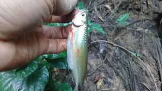 Memancing ikan seluang  atau saluang besar_besar !!!