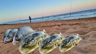 PESQUEI e PREPAREI o PEIXE MAIS SABOROSO DO MUNDO! TÉCNICAS que vão te salvar na PESCA DE PRAIA.