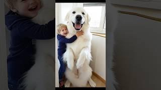 Cute big dog  #cute #giant #big #dog #giantdog #bigdog