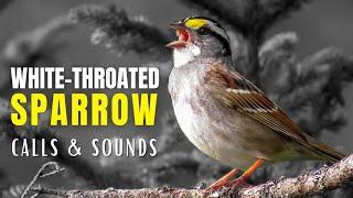 White-throated Sparrow Calls and Sounds | The Anthem of the Boreal Forest