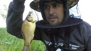 Unable to fish with two rods. Crucian carp biting in June