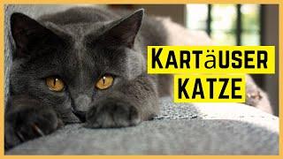 KARTÄUSER KATZE | Charakter & Aussehen | Rasserportrait (früher "Karthäuser-Katze")