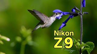 nikon z9 /Hummingbird 4k 120 fps