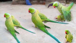 Parrots Sounds Ka Show Natural Smart