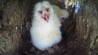 Barn Owl Chicks Keeping Cool in Heatwave | Gylfie & Dryer | Robert E Fuller