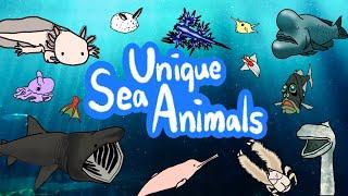 Unique Sea Animals | What kind of rare animal live inside the ocean? | Kids Draw