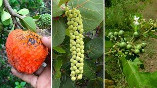 10 Frutas Típicas da CAATINGA Mais Incríveis e Curiosas