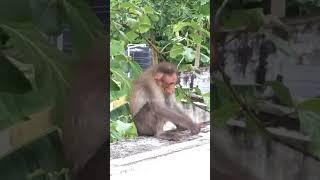 Monkey Funny Video | Shorts | Inspiring Peacock | #shorts #monkey #viral