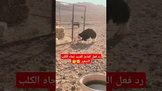 رد فعل الماعز الفريد تجاه الكلب الصغير | #الماعز #الكلب #مثير للاهتمام #مزاح #صحراوي