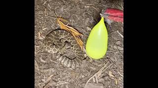 Rattlesnake Strike - Lightning fast