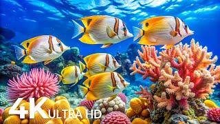 Marvel at Sea Animal in The Best 4K ULTRAHD Aquarium, Dive Into The Mesmerizing Underwater Realm #22