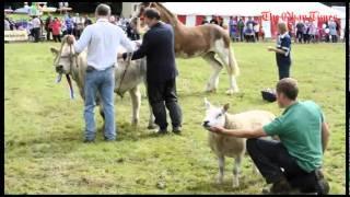 Mid Argyll Show 2011