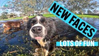 New DOGS To The Doggy Daycare Pack | Motorbike Fun | Come Watch and Enjoy