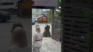 Перформанс перфомансом, а листики погладить надо#актер #театр #блог #влог #перфоманс #леснойдух