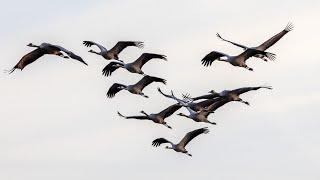 Wanninchen Naturerlebniszentrum Heinz Sielmann Stiftung