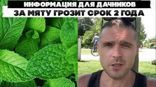 Информация для Дачников, за мяту грозит срок 2 года