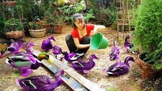 Harvesting Geese Go To Market Sell, Buy Baby Geese To Raise | Anh Free Bushcraft