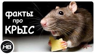 10 Most Interesting Facts about Rats. Facts about Rats