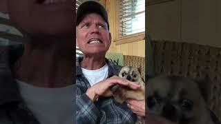 Hilariously Angry Chihuahua LOATHES Getting Pets!