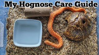 Hognose Snake Care Guide From a Novice