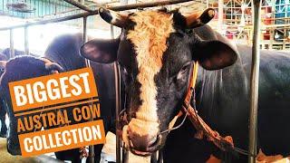 Biggest Austral Exclusive Hot Collection For Eid 2021 | Sadeeq Agro | Cow Videos