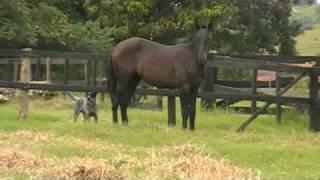 Dom do Nico - Black Lusitano Colt - Dressage Prospect.