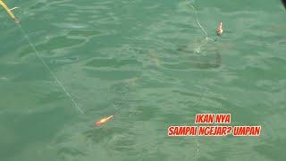 Ini umpan andalan ku saat mancing di air asin/payau,ikan langsung ngumpul