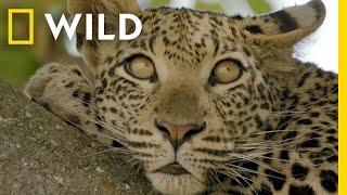  LIVE: Enter the Savage Kingdom: Ultimate Predators | Watch Now on Nat Geo WILD