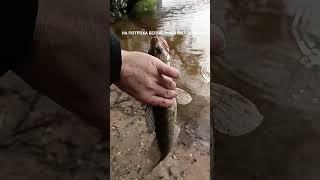 ЛОВИМ СУДАКА,ОТКРЫТИЕ,И ОХОТА ЗА ПЛОТВОЙ // ВЕЛИКИЙ НОВГОРОД//РЕКА ВОЛХОВ