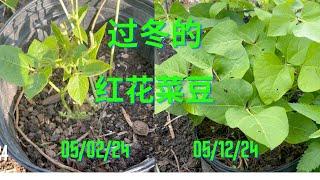 过冬的有趣豆角红花菜豆 Overwintered Scarlet Runner Bean