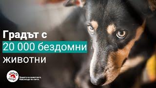 ЧЕТИРИ ЛАПИ помага на бездомните животни в Молдова