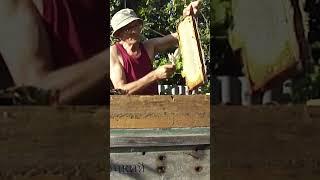 Опасайтесь укусов пчёл, если у вас аллергия на укусы!!!!!!!!