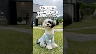 서울근교 강아지 운동장 카페 찾는 사람 ? ‍️ #강아지카페 #애견카페 #강아지일상