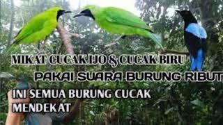 ampuh... SUARA BURUNG RIBUT buat pikat segala cucak ijo di hutan